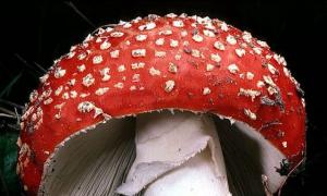 Симптомы отравления грибами Яд в грибах как называется