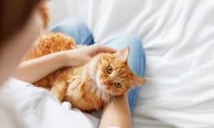 Почему кошка ложится на грудную клетку: факты и домыслы Что означает если кошка ложится на человека
